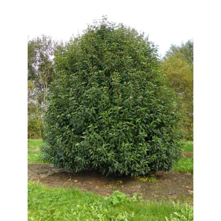 Prunus L. 'Angustifolia-Portugál Babérmeggy