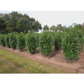 Prunus L. 'Genolia PBR'-Oszlopos Babérmeggy