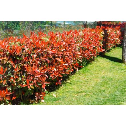 Photinia Fraseri 'Red Robin'-Korall berkenye