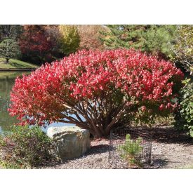 Euonymus alatus 'Compactus'-Szárnyas kecskerágó