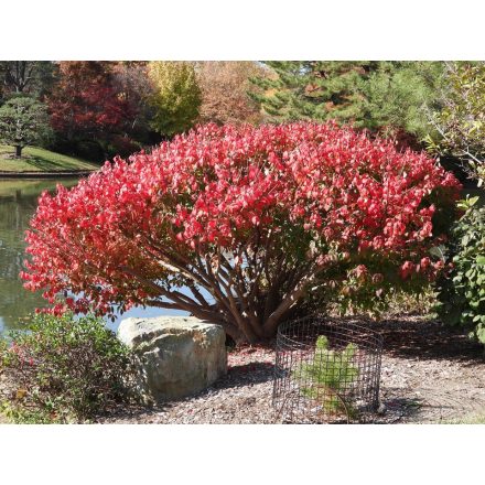 Euonymus alatus 'Compactus'-Szárnyas kecskerágó