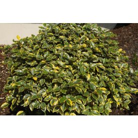   Elaeagnus ebb. 'Lime light'-Sárgatarka széleslevelű ezüstfa