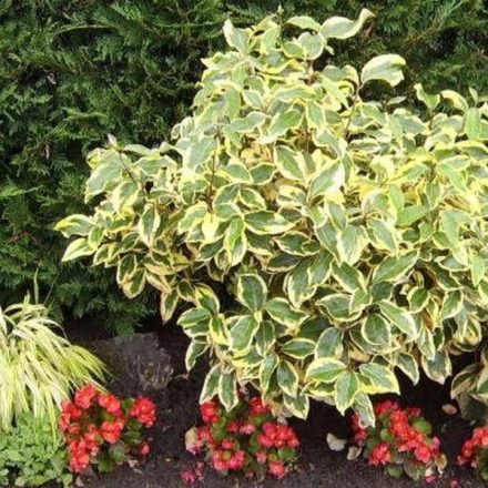 Elaeagnus ebb. 'Gilt edge'-Sárgatarka széleslevelű ezüstfa