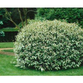 Elaeagnus ebb. 'Compacta'-Széleslevelű ezüstfa