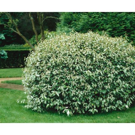 Elaeagnus ebb. 'Compacta'-Széleslevelű ezüstfa