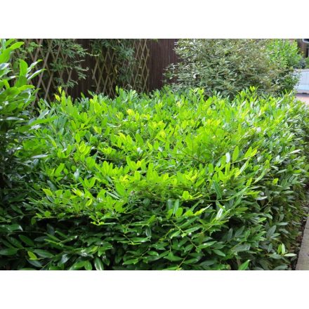 Prunus laurocerasus 'Grüner Teppich' -Talajtakaró babérmeggy