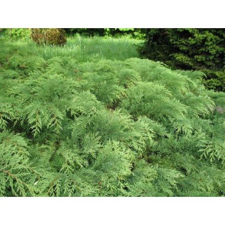 Microbiota decussata-Mandzsu ciprusboróka