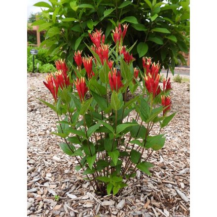 Spigelia marilandica 'Little Readhead-Tüzes szegfűgyökér
