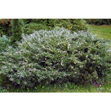 Juniperus kor. 'Andorra Variegata'-Tömött tarka henye boróka