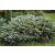 Juniperus kor. 'Andorra Variegata'-Tömött tarka henye boróka