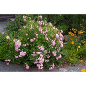 Rosa 'The Fairy'-Terülő rózsa