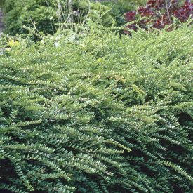 Lonicera nitida 'Maigrün'-Terülő mirtuszlonc