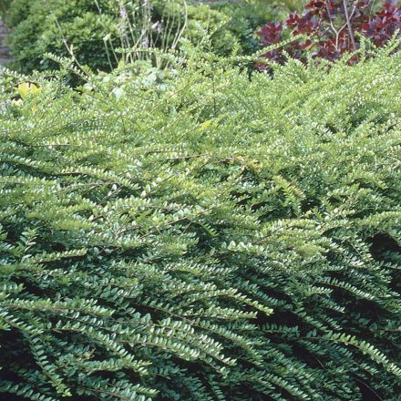 Lonicera nitida 'Maigrün'-Terülő mirtuszlonc