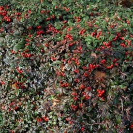 Cotoneaster salicifolius 'Parkteppich'-Madárbirs