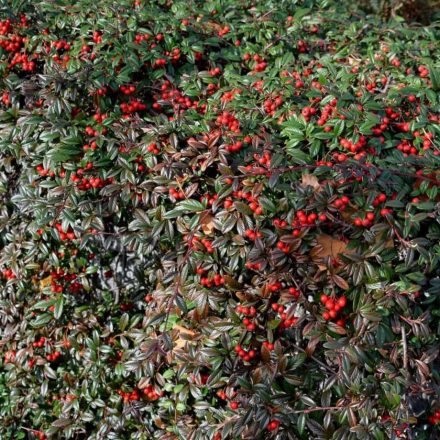 Cotoneaster salicifolius 'Parkteppich'-Madárbirs