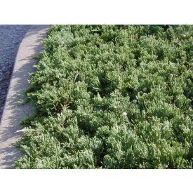 Juniperus horizontalis 'Wiltooni'-Henyeboróka