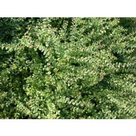   Symphoricarpos X chenaultii 'Hancock'-Pettyes Hóbogyó