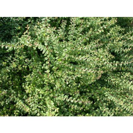 Symphoricarpos X chenaultii 'Hancock'-Pettyes Hóbogyó