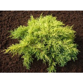   Juniperus X media 'Old Gold'-Óarany terülő boróka