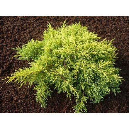 Juniperus X media 'Old Gold'-Óarany terülő boróka