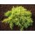 Juniperus X media 'Old Gold'-Óarany terülő boróka
