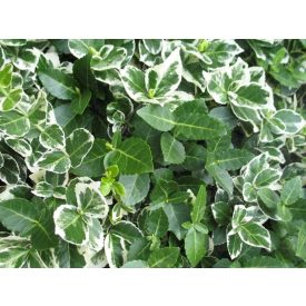   Euonymus fortunei 'Emerald Gaiety'-Fehértarka kúszó kecskerágó