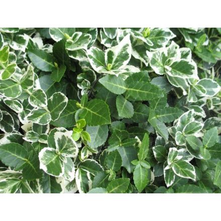 Euonymus fortunei 'Emerald Gaiety'-Fehértarka kúszó kecskerágó