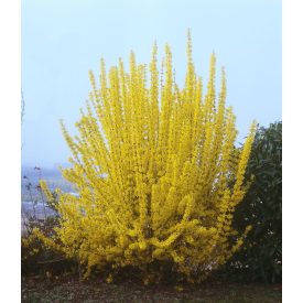 Forsythia 'Week-End'-Aranycserje