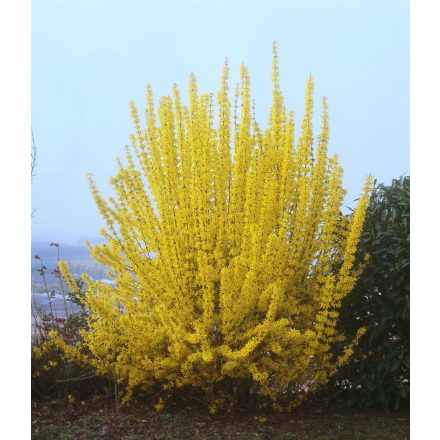 Forsythia 'Week-End'-Aranycserje