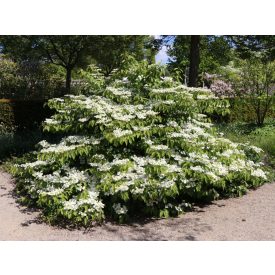 Viburnum plicatum 'Mariesii'-Redőslevelű bangita
