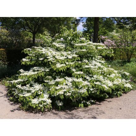 Viburnum plicatum 'Mariesii'-Redőslevelű bangita