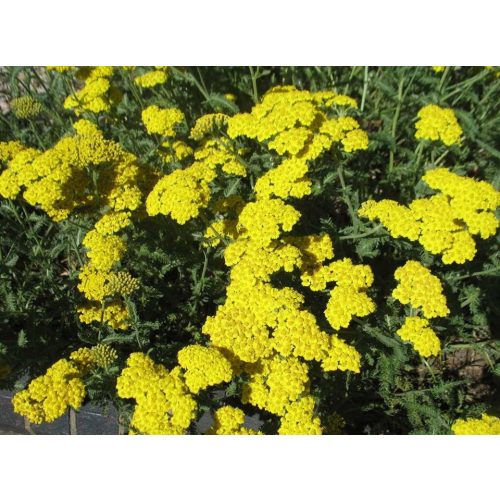 Achillea mill. 'Little Moonshine'-Cickafark