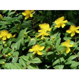 Hypericum calycinum-Örökzöld orbáncfű