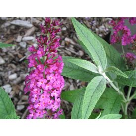 Buddleja davidii 'Miss Ruby'-Nyáriorgona