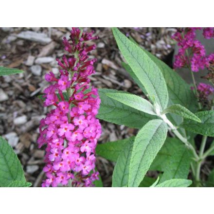 Buddleja davidii 'Miss Ruby'-Nyáriorgona