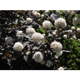   Physocarpus opulifolius 'Diabolo'-Bangitalevelű hólyagvessző