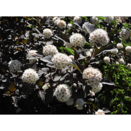 Physocarpus opulifolius 'Diabolo'-Bangitalevelű hólyagvessző