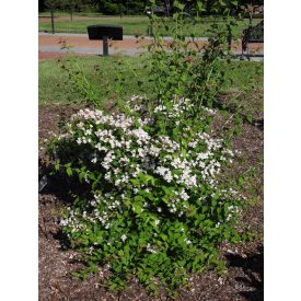 Kolkwitzia amabilis 'Pink Cloud'-Viráglonc