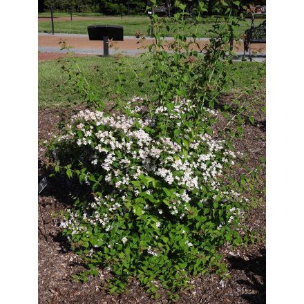 Kolkwitzia amabilis 'Pink Cloud'-Viráglonc