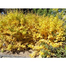 Cornus sanguinea 'Winter Beauty'-Veresgyűrű som