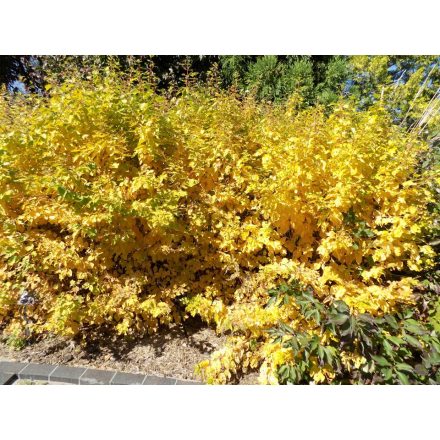 Cornus sanguinea 'Winter Beauty'-Veresgyűrű som
