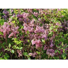   Syringa meyeri 'flowerfesta'® pink pbr-Törpe orgona