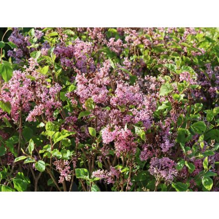 Syringa meyeri 'flowerfesta'® pink pbr-Törpe orgona