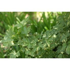   Eleutherococcus sieb 'Variegatus'-Tarkalevelű arália