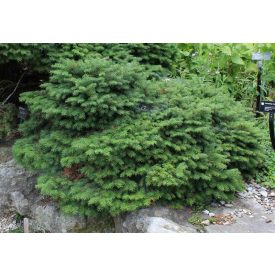 Picea Abies 'Nidiformis'-Fészkes Lucfenyő