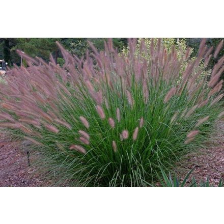 Pennisetum al. 'Foxtrot'-Évelő tollborzfű