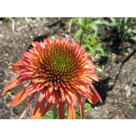 Echinacea 'Irresistible'-Kasvirág