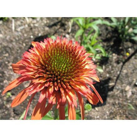 Echinacea 'Irresistible'-Kasvirág