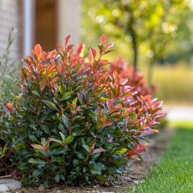 Photinia fraseri 'Little Red Robin'-Korallberkenye