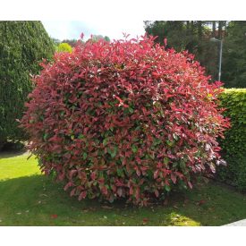Photinia Fraseri 'Magical Vulkano'-Korallberkenye
